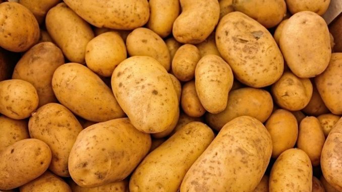किसानको आलु कम्पनीले सिधै खरिद गर्ने
